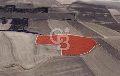 CB Leader'dan Bandırma Orhaniye'de satılık zeytinlik