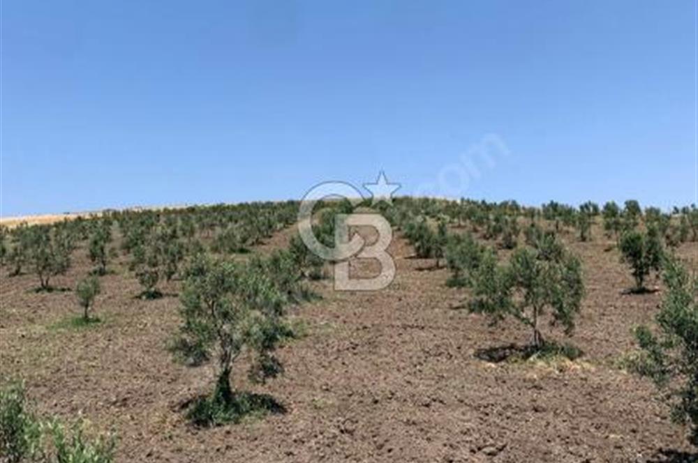 CB Leader'dan Bandırma Orhaniye'de satılık zeytinlik