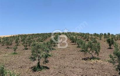 CB Leader'dan Bandırma Orhaniye'de satılık zeytinlik