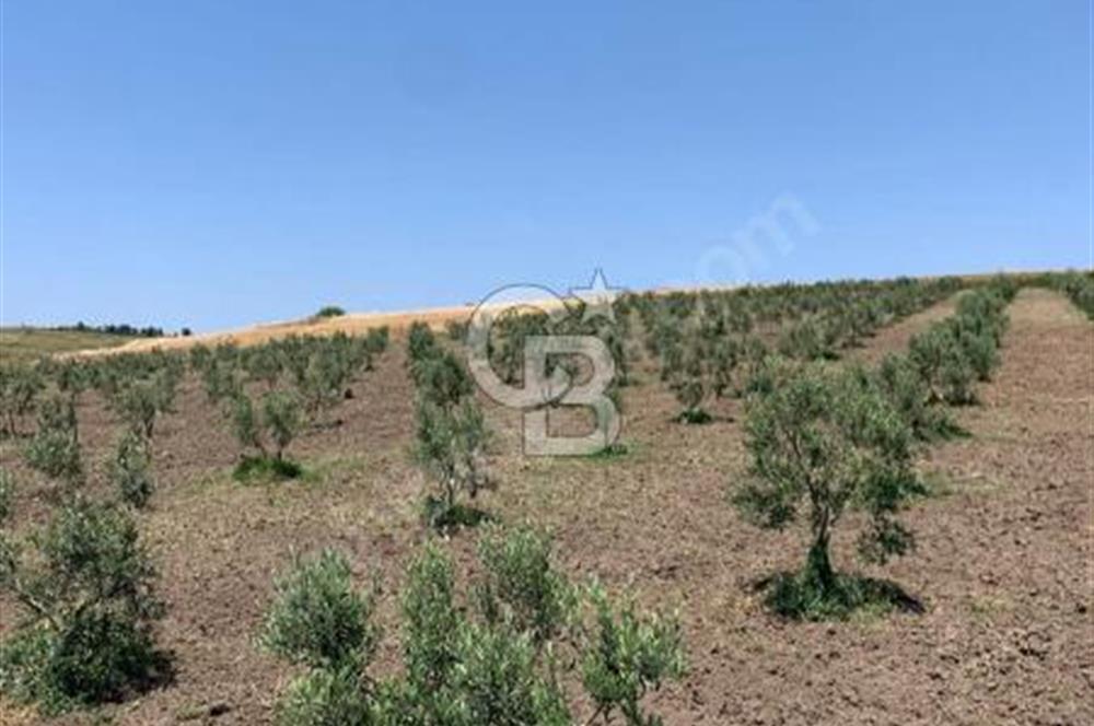 CB Leader'dan Bandırma Orhaniye'de satılık zeytinlik
