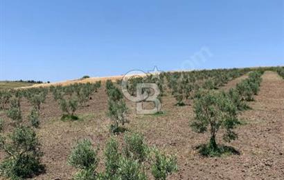 CB Leader'dan Bandırma Orhaniye'de satılık zeytinlik