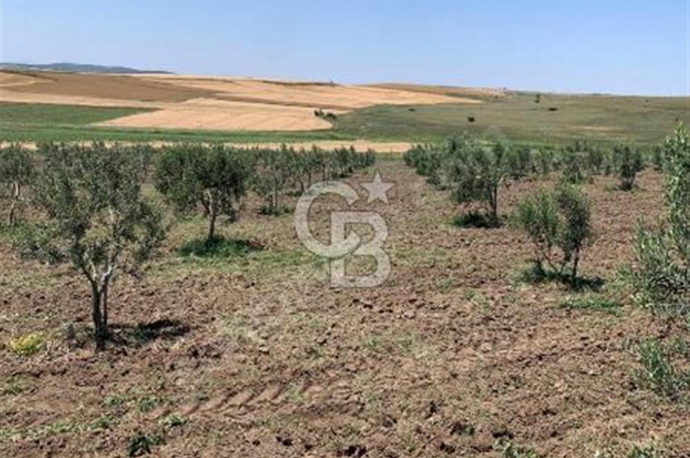 CB Leader'dan Bandırma Orhaniye'de satılık zeytinlik