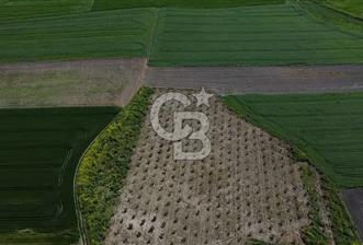 CB Leader'dan Bandırma Orhaniye'de satılık zeytinlik - 1 - 344033