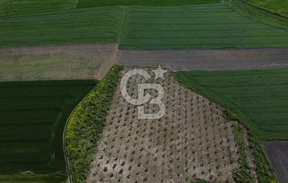 CB Leader'dan Bandırma Orhaniye'de satılık zeytinlik