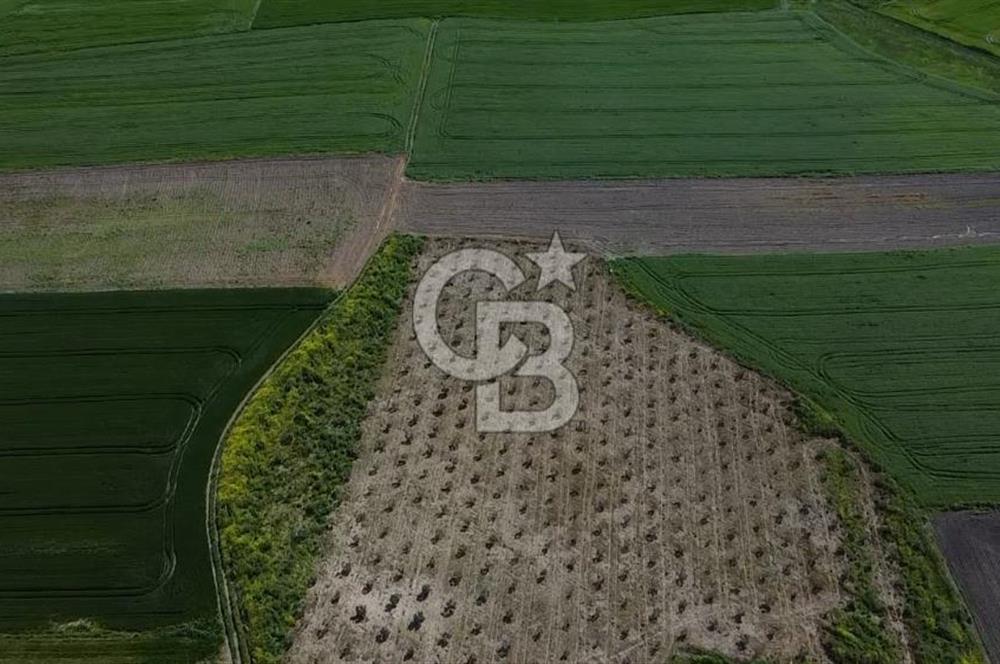 CB Leader'dan Bandırma Orhaniye'de satılık zeytinlik