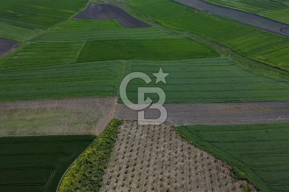 CB Leader'dan Bandırma Orhaniye'de satılık zeytinlik