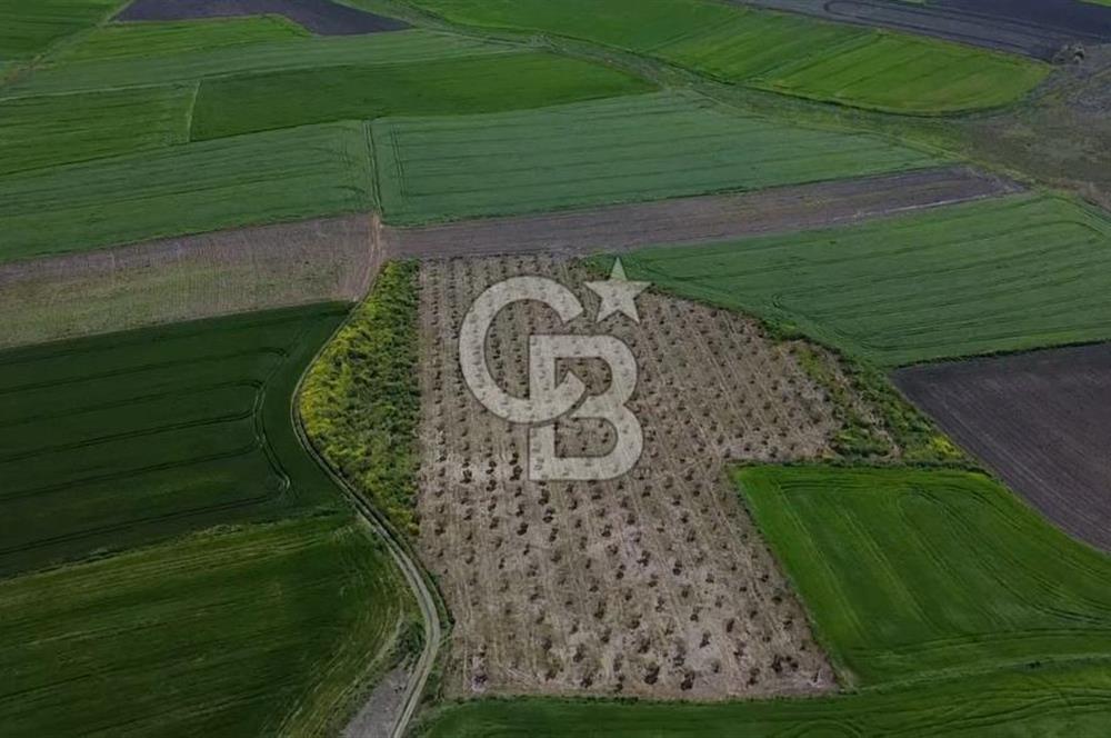 CB Leader'dan Bandırma Orhaniye'de satılık zeytinlik