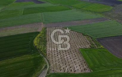 CB Leader'dan Bandırma Orhaniye'de satılık zeytinlik