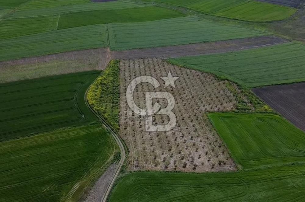 CB Leader'dan Bandırma Orhaniye'de satılık zeytinlik