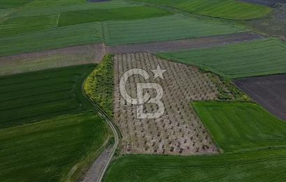 CB Leader'dan Bandırma Orhaniye'de satılık zeytinlik