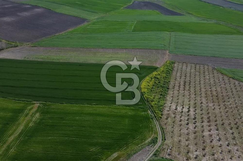 CB Leader'dan Bandırma Orhaniye'de satılık zeytinlik