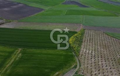 CB Leader'dan Bandırma Orhaniye'de satılık zeytinlik