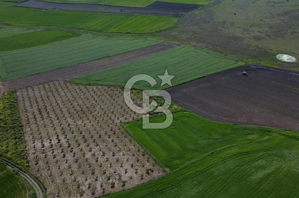 CB Leader'dan Bandırma Orhaniye'de satılık zeytinlik