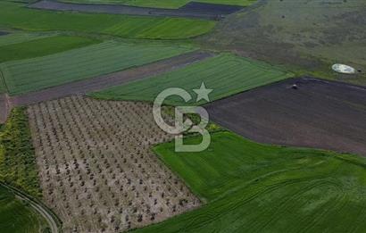 CB Leader'dan Bandırma Orhaniye'de satılık zeytinlik