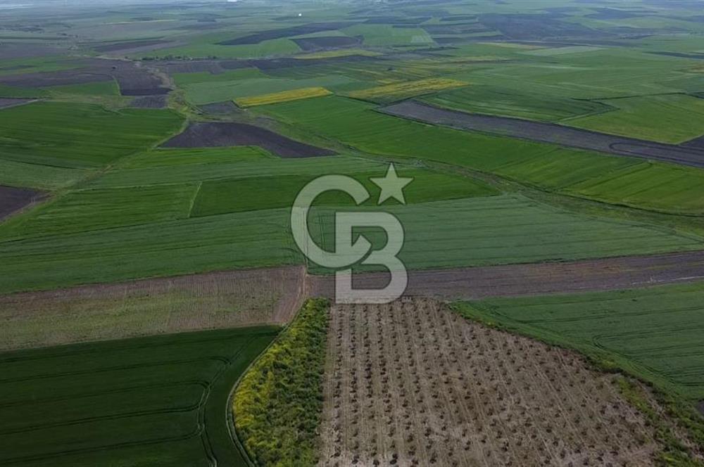 CB Leader'dan Bandırma Orhaniye'de satılık zeytinlik