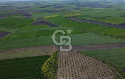 CB Leader'dan Bandırma Orhaniye'de satılık zeytinlik