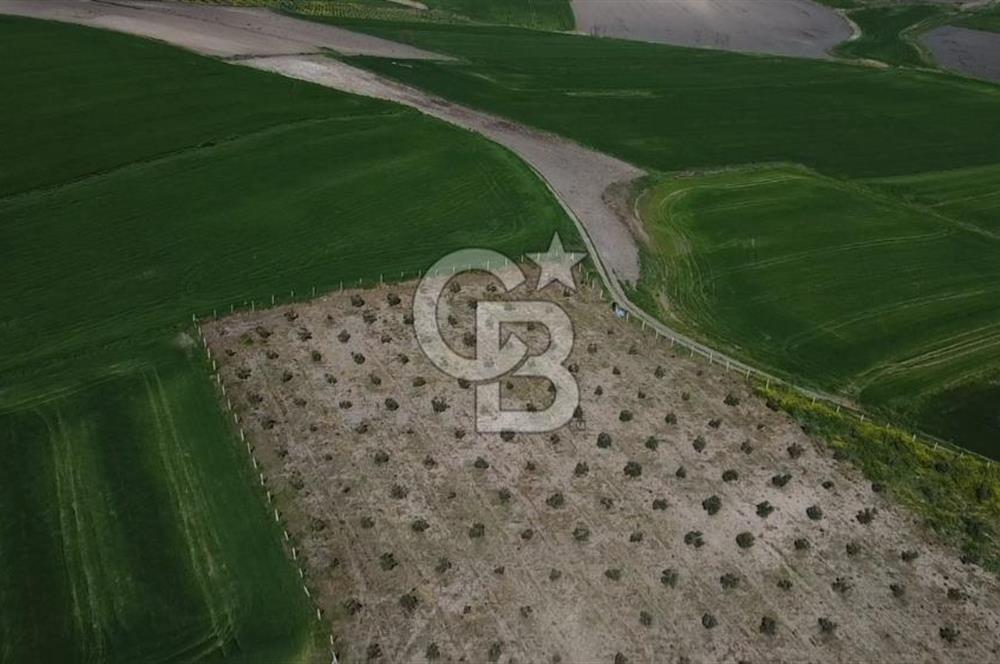 CB Leader'dan Bandırma Orhaniye'de satılık zeytinlik