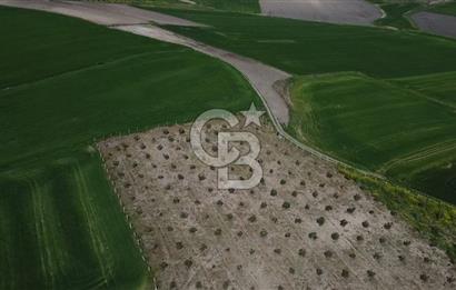 CB Leader'dan Bandırma Orhaniye'de satılık zeytinlik