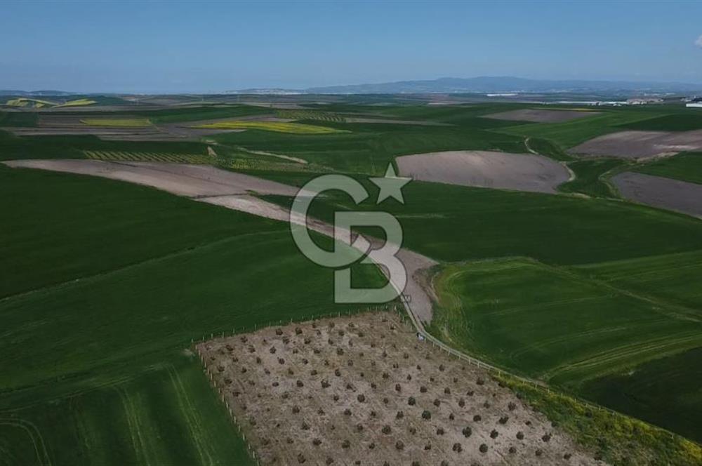 CB Leader'dan Bandırma Orhaniye'de satılık zeytinlik