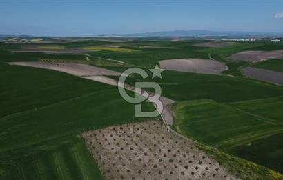 CB Leader'dan Bandırma Orhaniye'de satılık zeytinlik