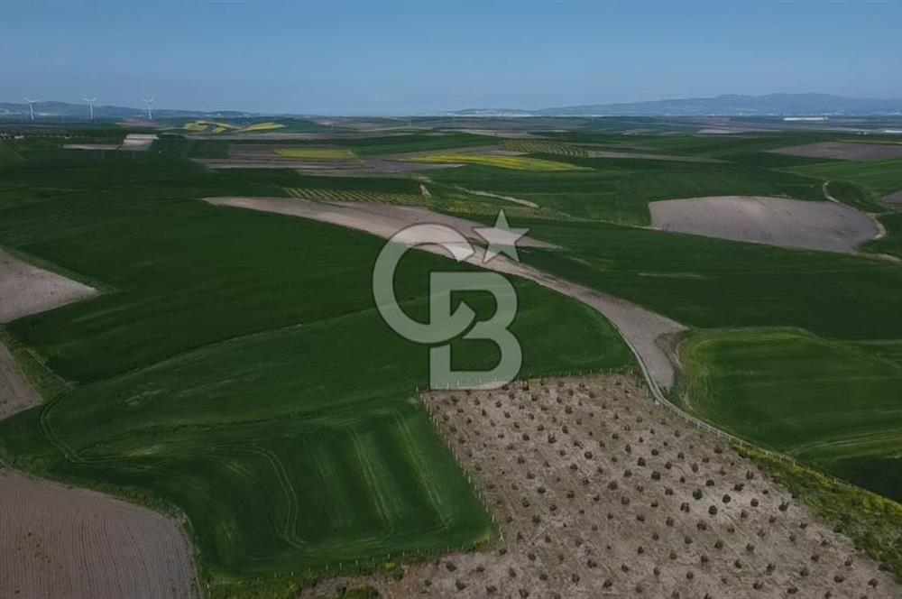 CB Leader'dan Bandırma Orhaniye'de satılık zeytinlik