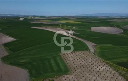 CB Leader'dan Bandırma Orhaniye'de satılık zeytinlik