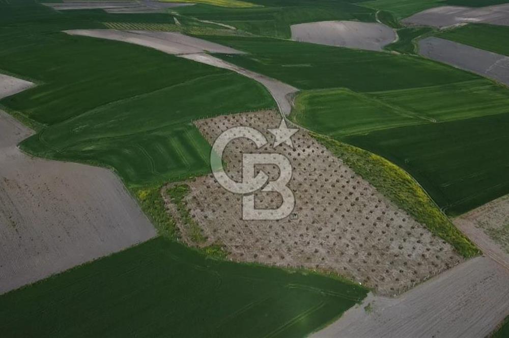 CB Leader'dan Bandırma Orhaniye'de satılık zeytinlik