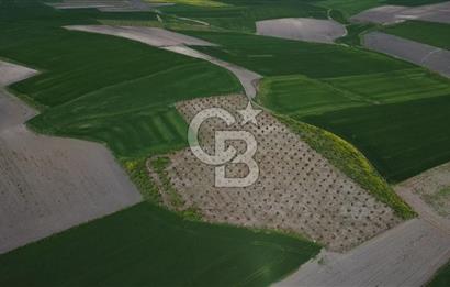 CB Leader'dan Bandırma Orhaniye'de satılık zeytinlik