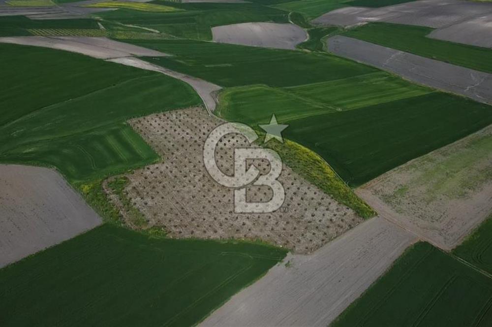 CB Leader'dan Bandırma Orhaniye'de satılık zeytinlik