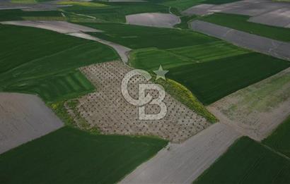 CB Leader'dan Bandırma Orhaniye'de satılık zeytinlik