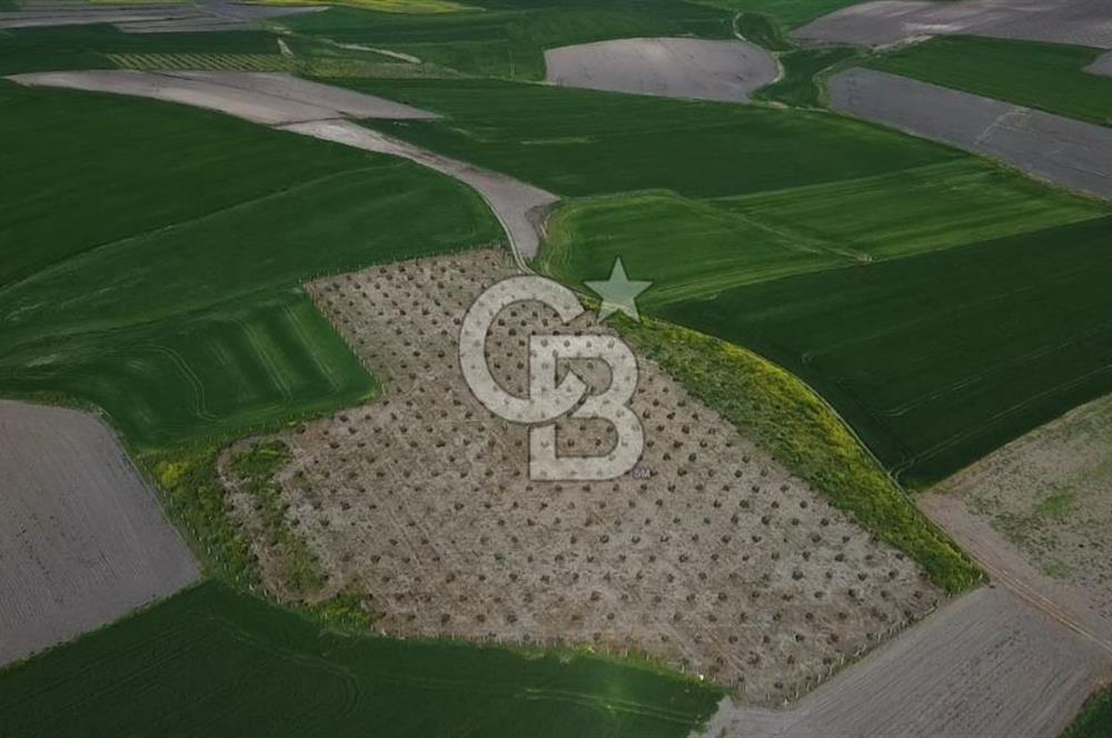 CB Leader'dan Bandırma Orhaniye'de satılık zeytinlik