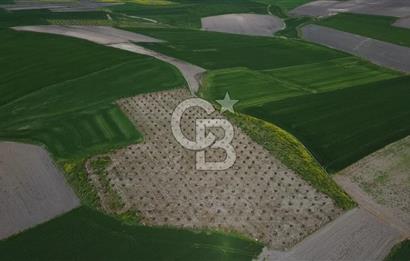 CB Leader'dan Bandırma Orhaniye'de satılık zeytinlik