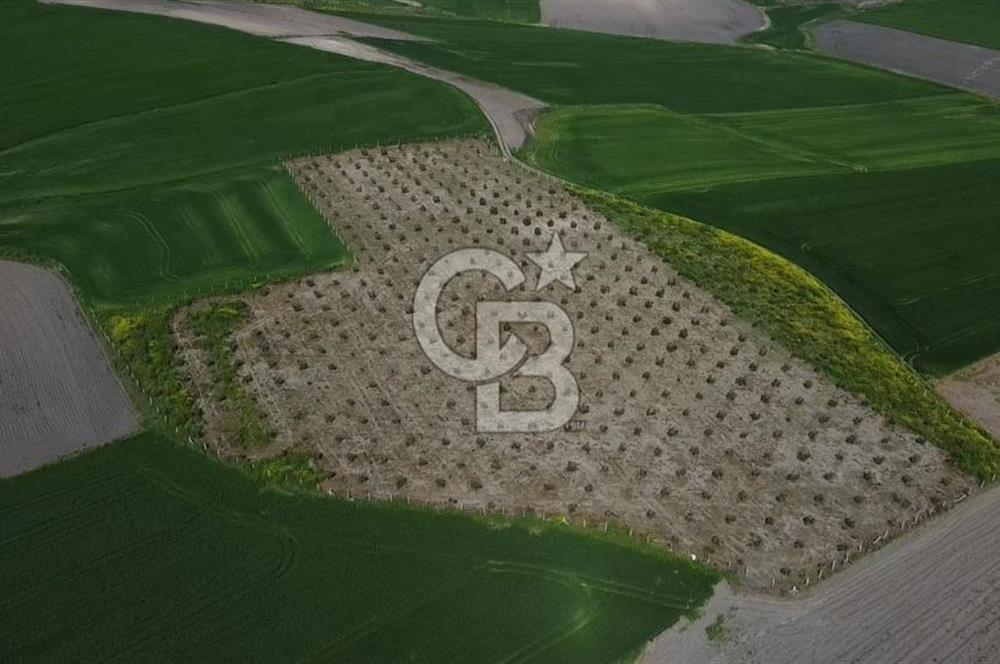 CB Leader'dan Bandırma Orhaniye'de satılık zeytinlik