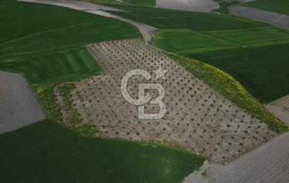 CB Leader'dan Bandırma Orhaniye'de satılık zeytinlik