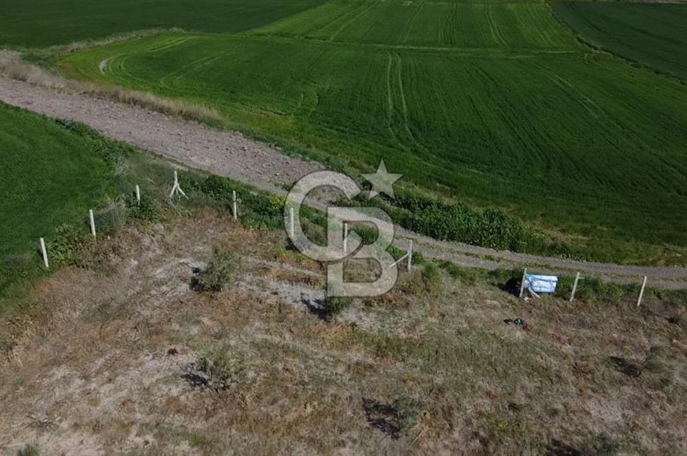 CB Leader'dan Bandırma Orhaniye'de satılık zeytinlik