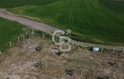 CB Leader'dan Bandırma Orhaniye'de satılık zeytinlik