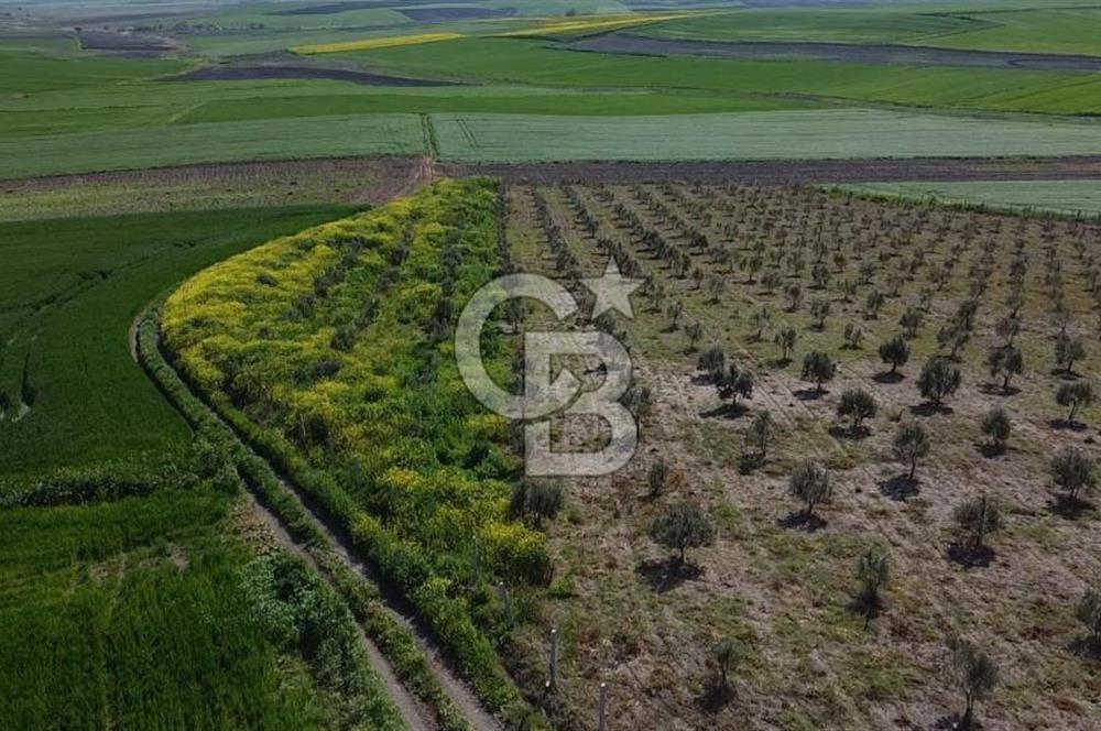 CB Leader'dan Bandırma Orhaniye'de satılık zeytinlik