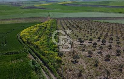 CB Leader'dan Bandırma Orhaniye'de satılık zeytinlik