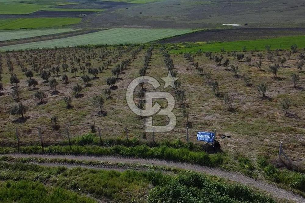 CB Leader'dan Bandırma Orhaniye'de satılık zeytinlik