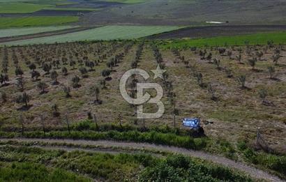 CB Leader'dan Bandırma Orhaniye'de satılık zeytinlik
