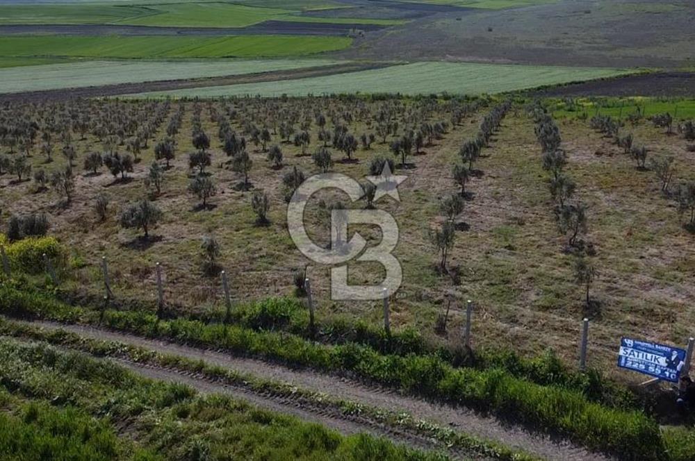 CB Leader'dan Bandırma Orhaniye'de satılık zeytinlik