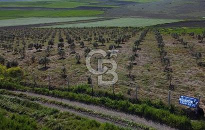 CB Leader'dan Bandırma Orhaniye'de satılık zeytinlik