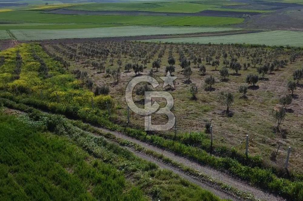 CB Leader'dan Bandırma Orhaniye'de satılık zeytinlik