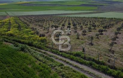 CB Leader'dan Bandırma Orhaniye'de satılık zeytinlik