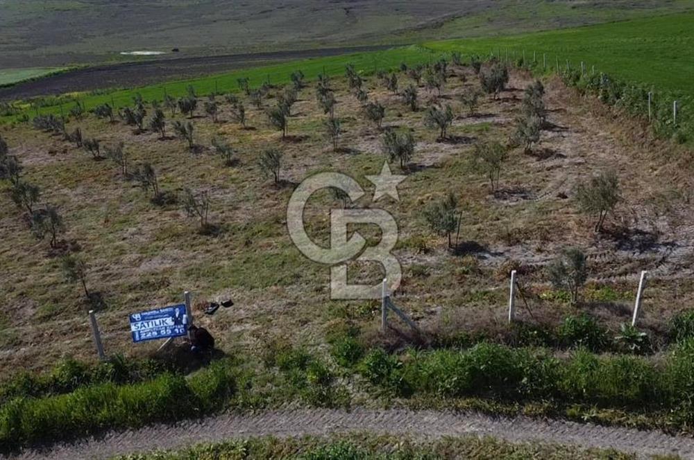CB Leader'dan Bandırma Orhaniye'de satılık zeytinlik
