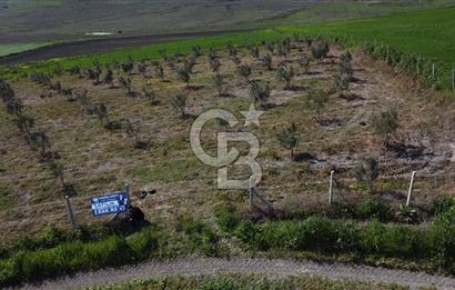CB Leader'dan Bandırma Orhaniye'de satılık zeytinlik