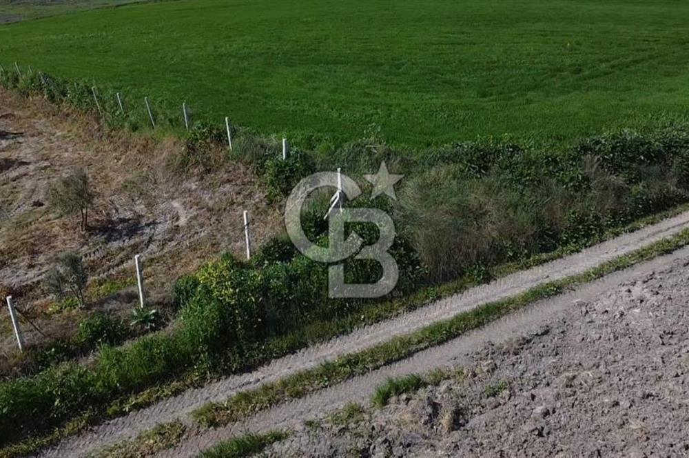 CB Leader'dan Bandırma Orhaniye'de satılık zeytinlik