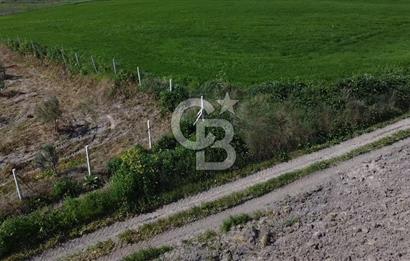 CB Leader'dan Bandırma Orhaniye'de satılık zeytinlik