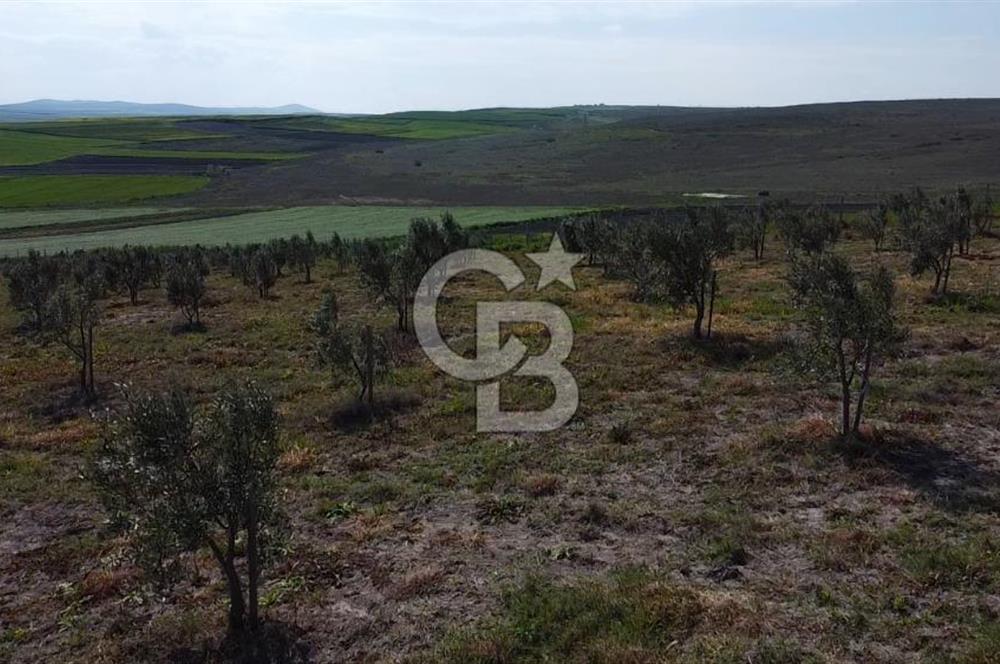 CB Leader'dan Bandırma Orhaniye'de satılık zeytinlik