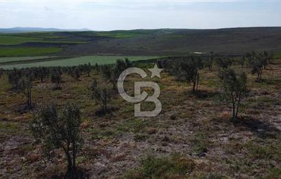 CB Leader'dan Bandırma Orhaniye'de satılık zeytinlik